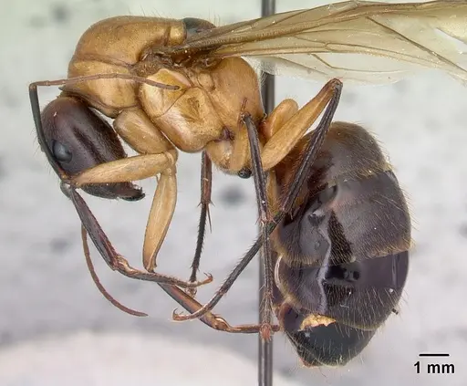 Camponotus roeseli - CASENT0492458