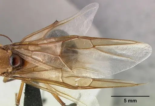 Camponotus roeseli - CASENT0492458