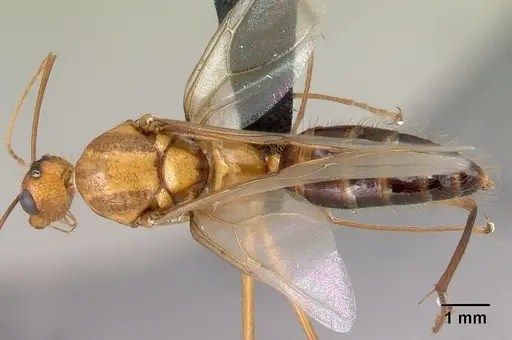 Camponotus roeseli - CASENT0492467