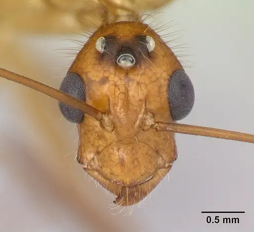 Camponotus roeseli - CASENT0492467