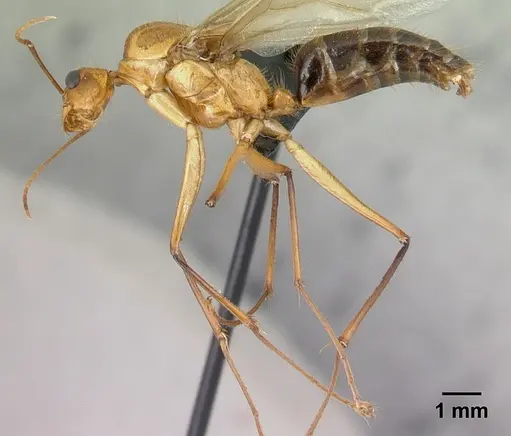 Camponotus roeseli - CASENT0492467