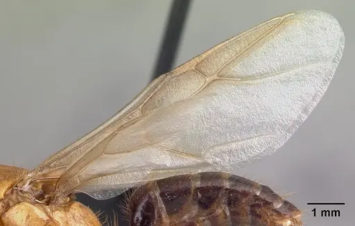 Camponotus roeseli - CASENT0492467