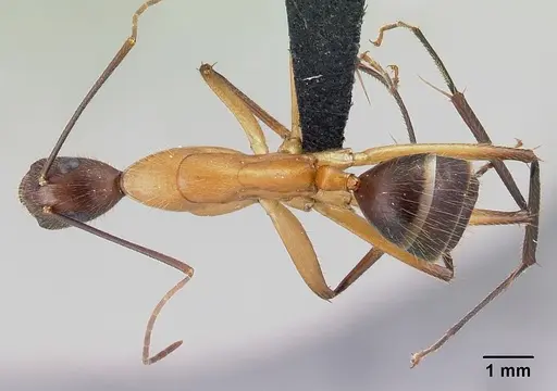 Camponotus roeseli - CASENT0492473