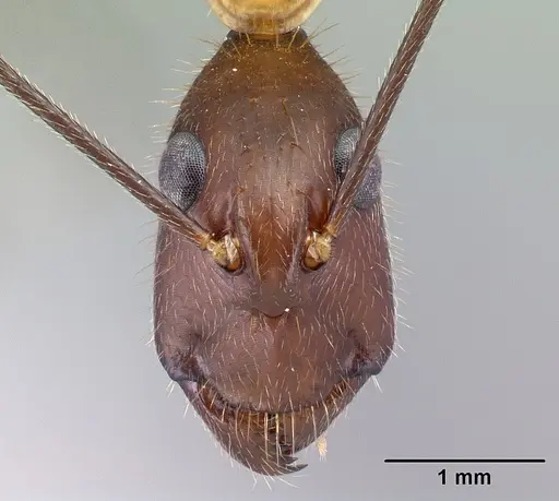 Camponotus roeseli - CASENT0492473