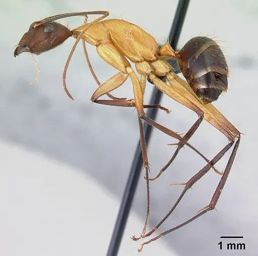 Camponotus roeseli - CASENT0492473