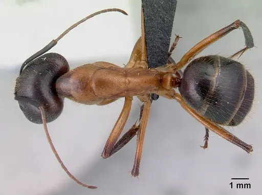 Camponotus roeseli - CASENT0492474