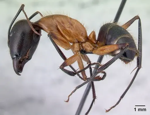 Camponotus roeseli - CASENT0492474