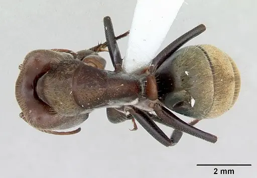 Camponotus rosariensis specimen