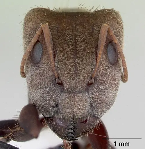 Camponotus rosariensis specimen
