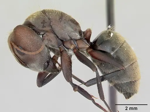 Camponotus rosariensis specimen