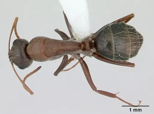 Camponotus rosariensis - CASENT0173443