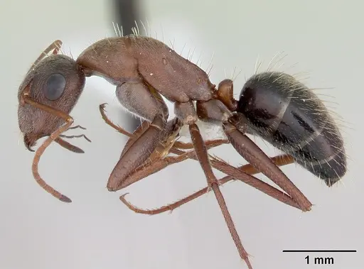Camponotus rosariensis - CASENT0173443