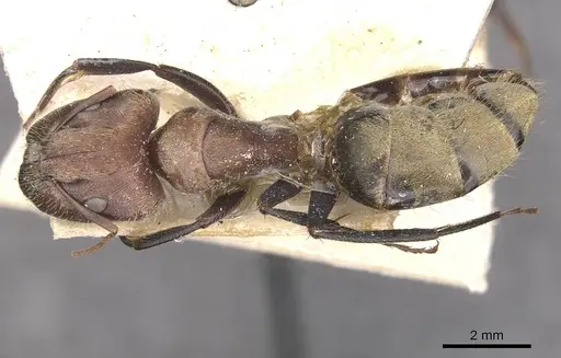 Camponotus rosariensis - CASENT0910627