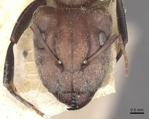 Camponotus rosariensis - CASENT0910627