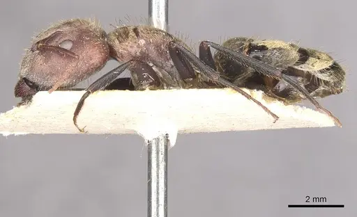 Camponotus rosariensis - CASENT0910627