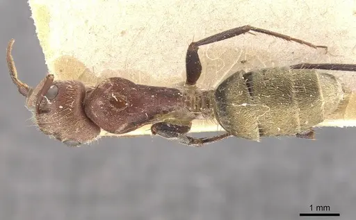 Camponotus rosariensis - CASENT0910628