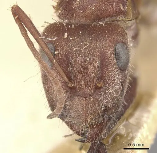 Camponotus rosariensis - CASENT0910628