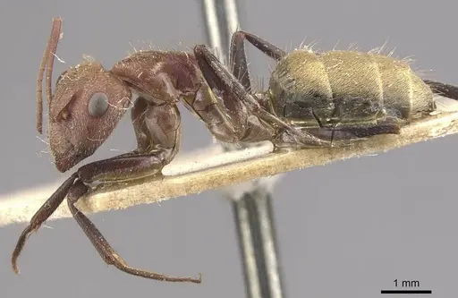 Camponotus rosariensis - CASENT0910628