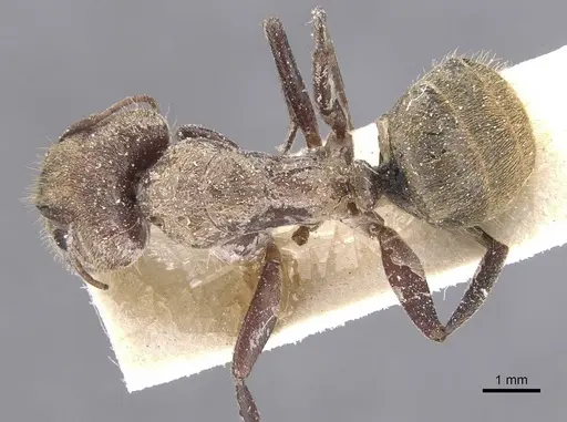 Camponotus rosariensis - CASENT0911679