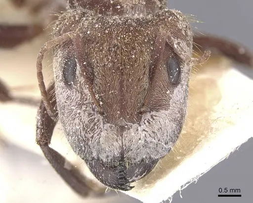 Camponotus rosariensis - CASENT0911679