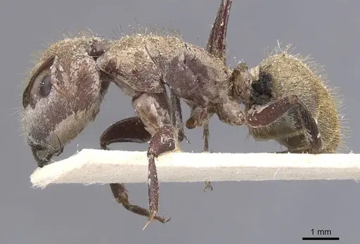 Camponotus rosariensis - CASENT0911679