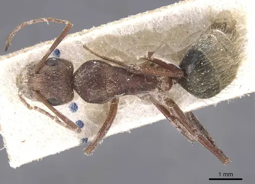 Camponotus rosariensis - CASENT0911680