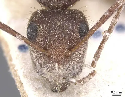 Camponotus rosariensis - CASENT0911680