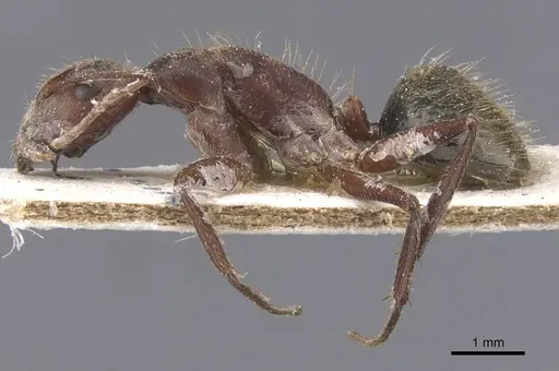 Camponotus rosariensis - CASENT0911680