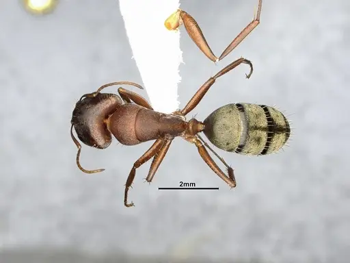 Camponotus rosariensis - CASENT4032245