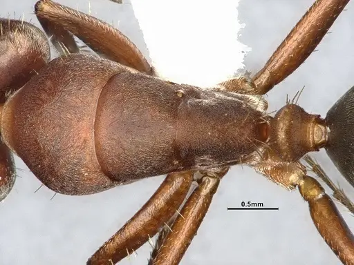 Camponotus rosariensis - CASENT4032245