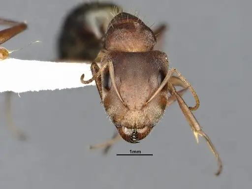 Camponotus rosariensis - CASENT4032245
