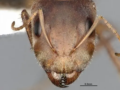 Camponotus rosariensis - CASENT4032245