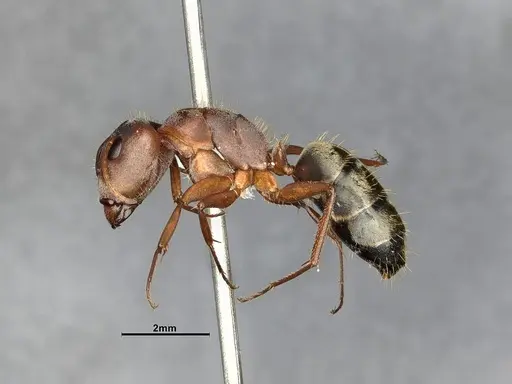 Camponotus rosariensis - CASENT4032245