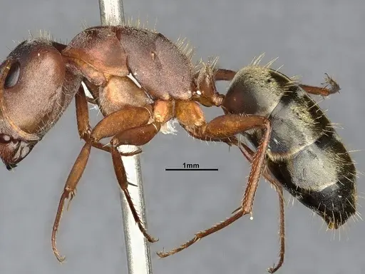 Camponotus rosariensis - CASENT4032245