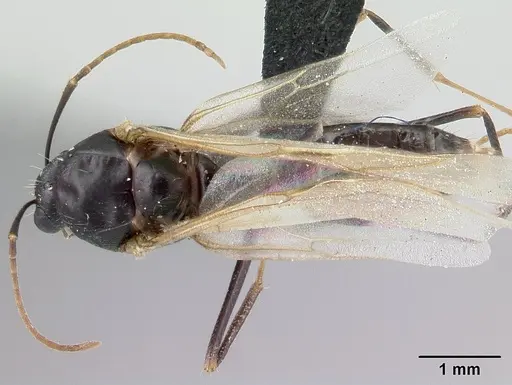 Camponotus rotrae specimen