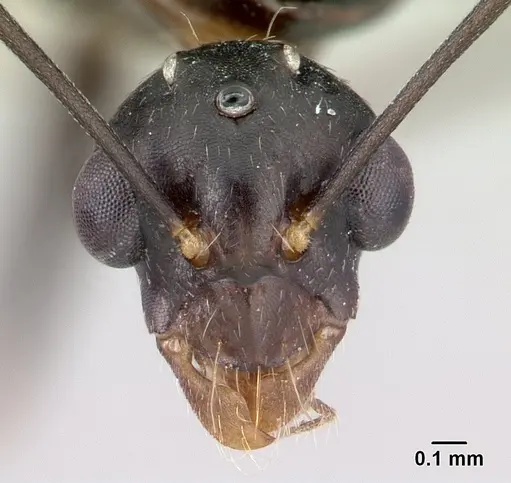 Camponotus rotrae specimen