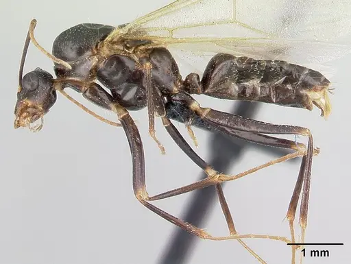 Camponotus rotrae specimen