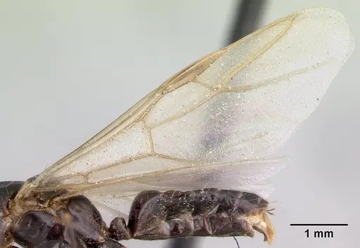 Camponotus rotrae - CASENT0485624