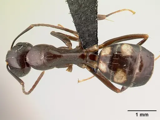 Camponotus rotrae - CASENT0485625