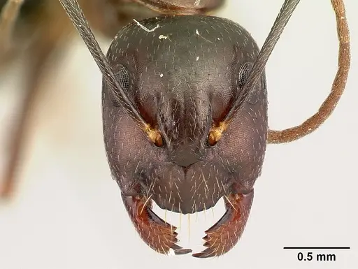 Camponotus rotrae - CASENT0485625