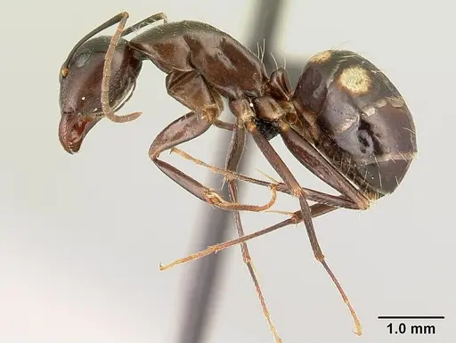 Camponotus rotrae - CASENT0485625