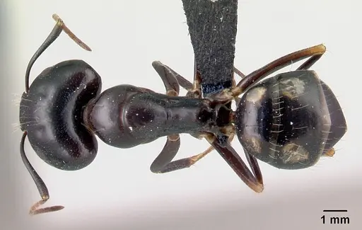 Camponotus rotrae - CASENT0485628
