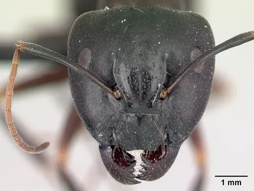Camponotus rotrae - CASENT0485628