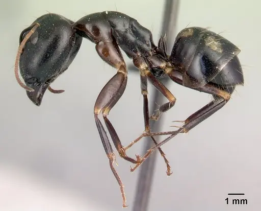 Camponotus rotrae - CASENT0485628