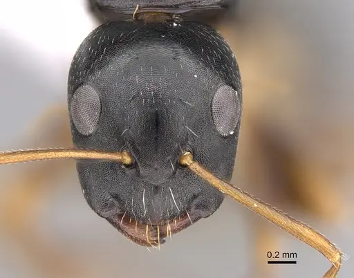 Camponotus rotundinodis specimen