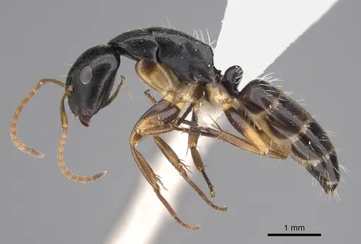 Camponotus rotundinodis specimen