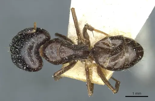 Camponotus roubaudi specimen