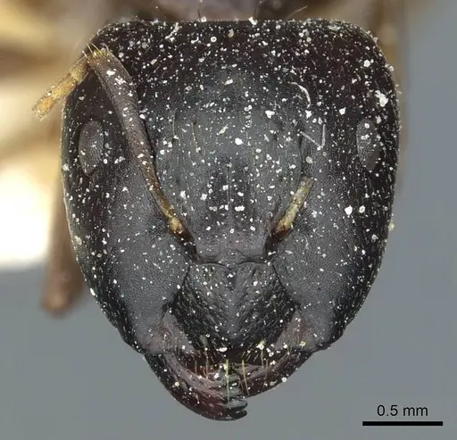 Camponotus roubaudi specimen