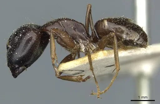Camponotus roubaudi specimen
