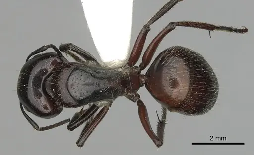 Camponotus rubiginosus specimen